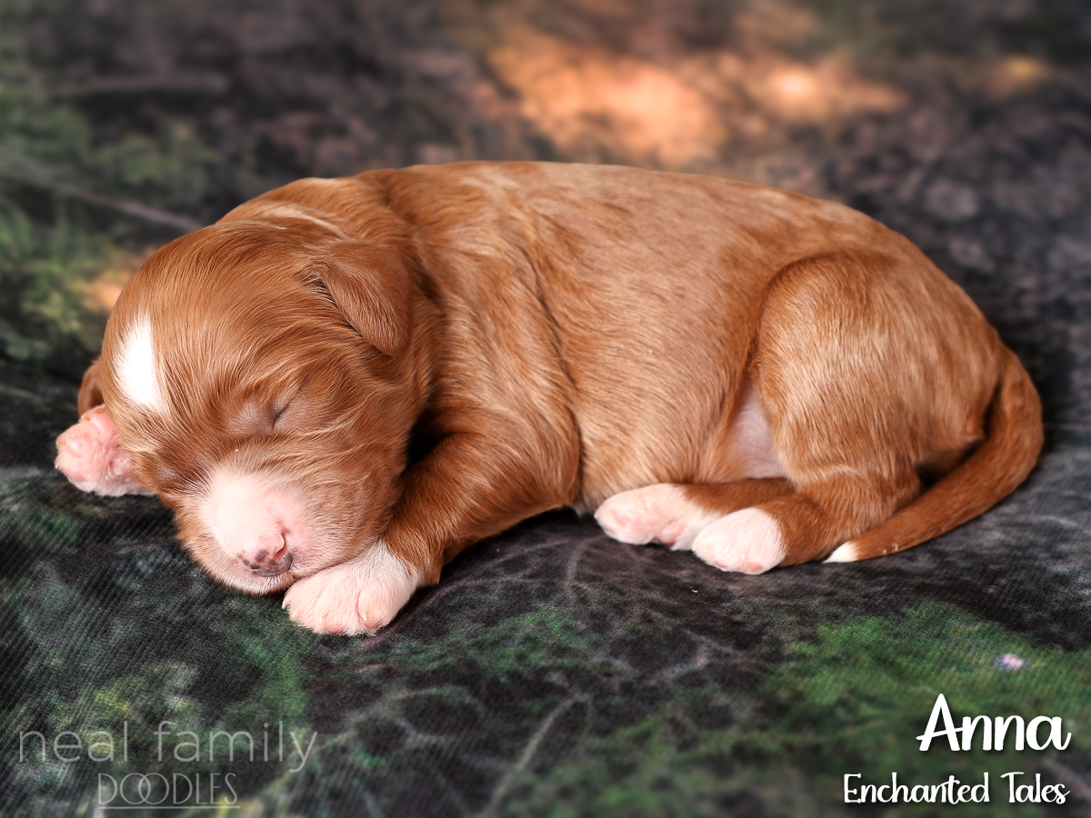 20260818-IMG_9254 One Week Old Red