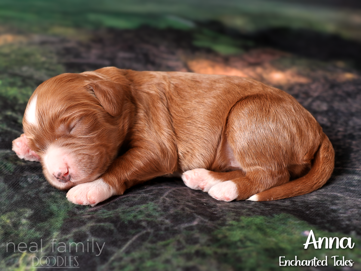 20260818-IMG_9251 One Week Old Red