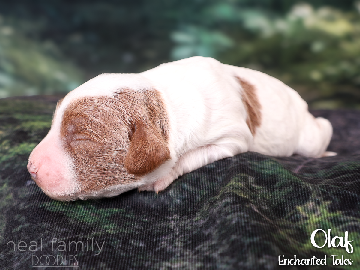 20260818-IMG_9174 One Week Old White
