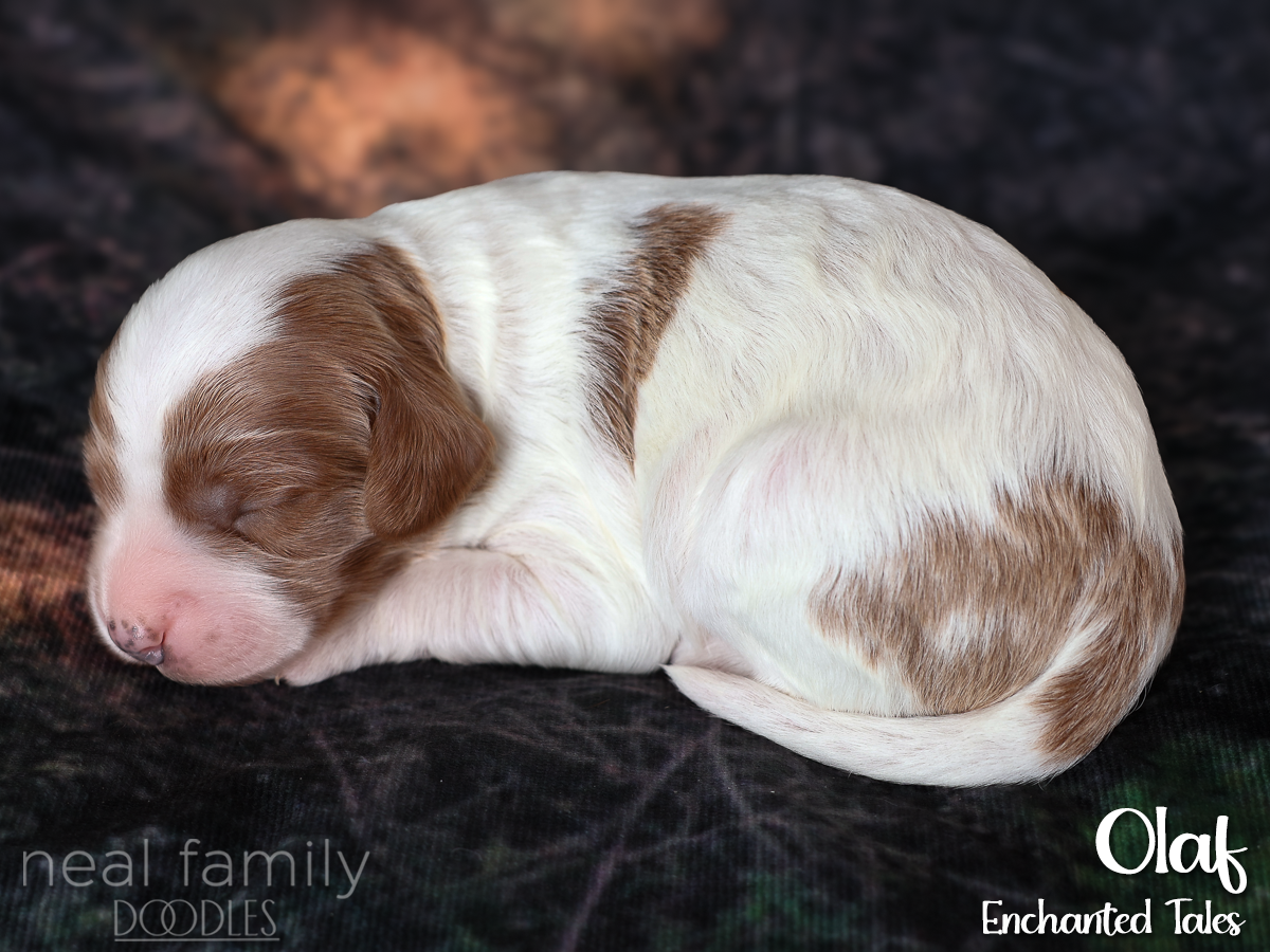 20260818-IMG_9193 One Week Old White