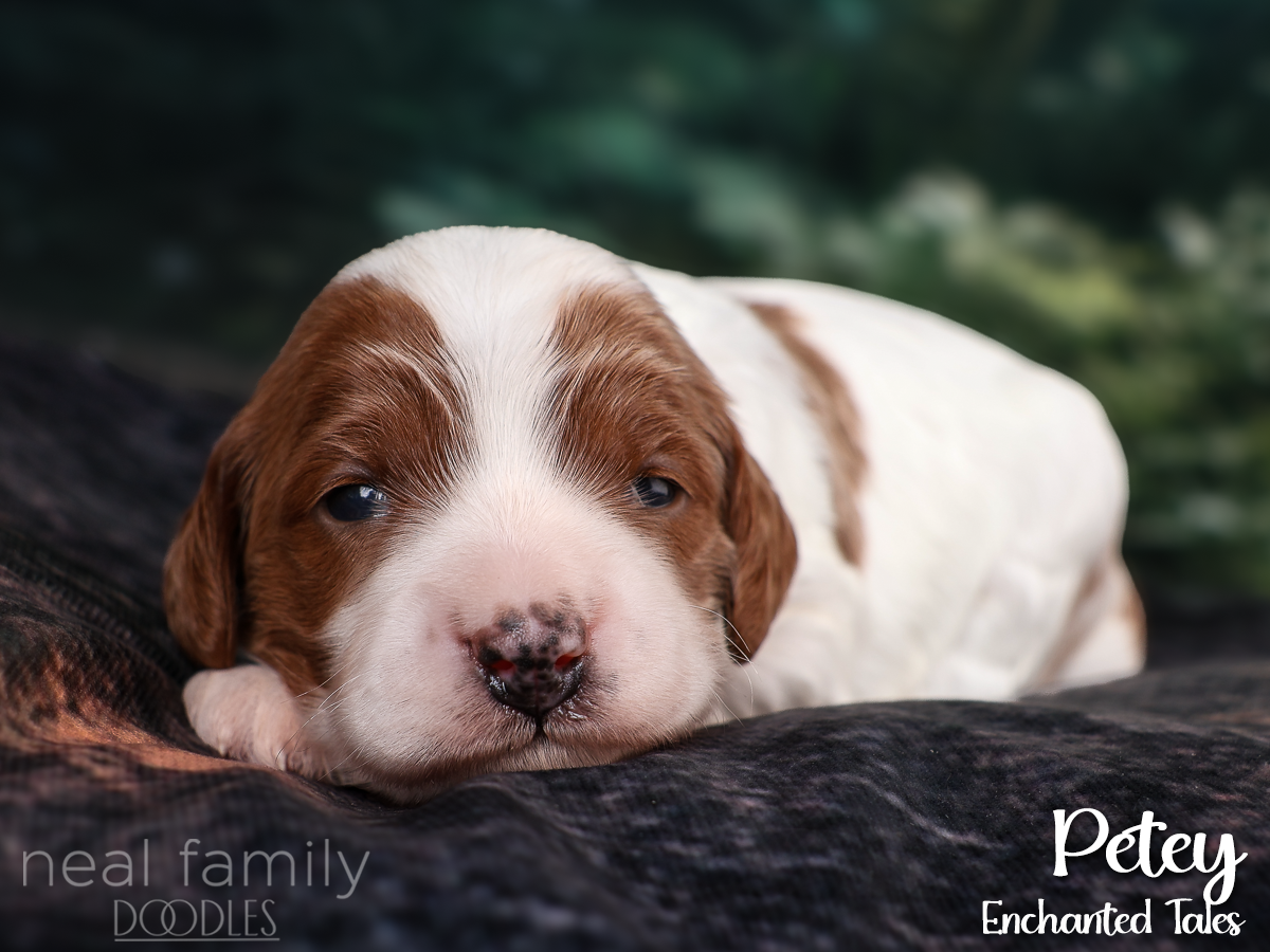 Petey IMG_9601 White 20260825 2 weeks
