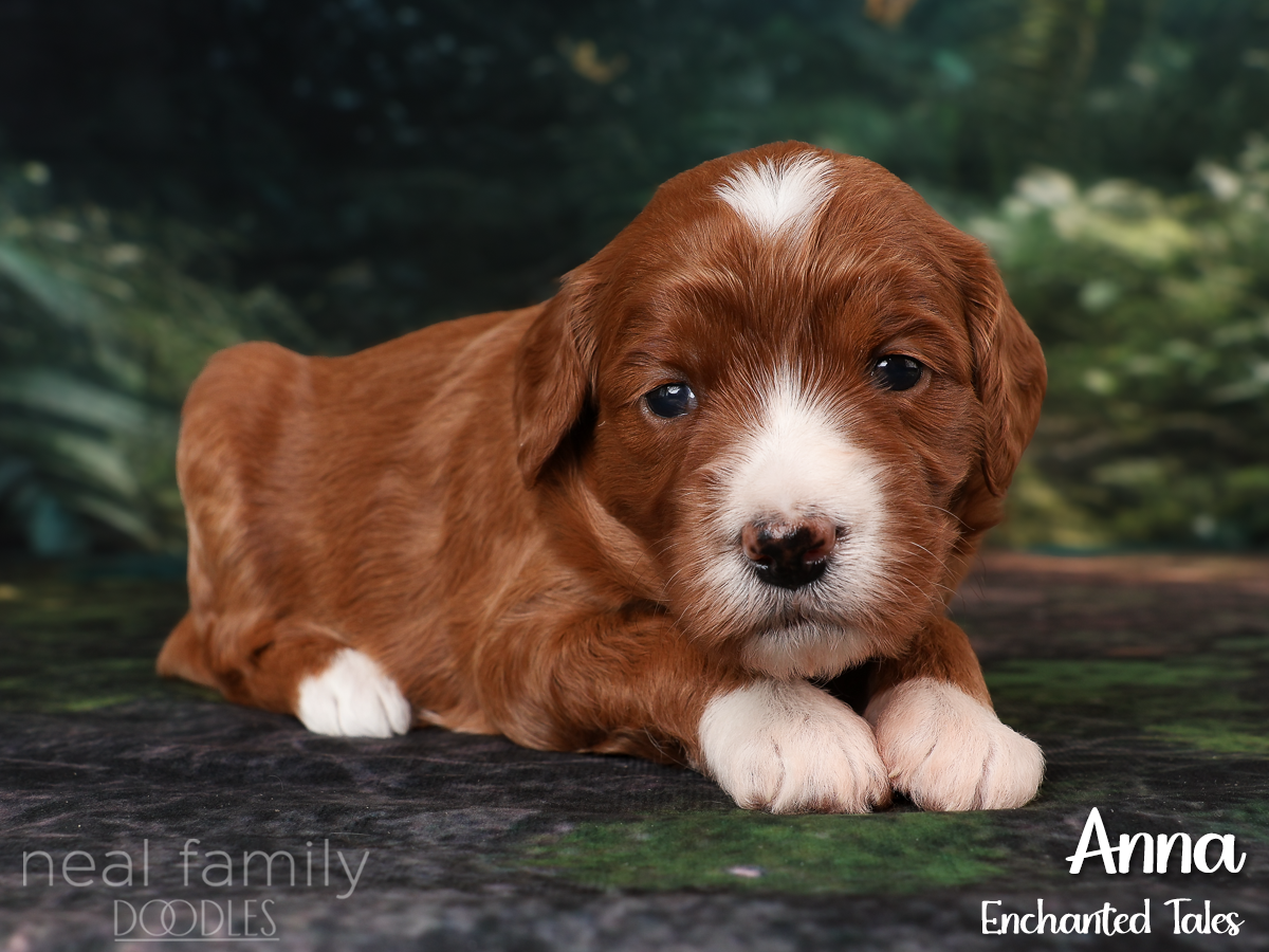 IMG_2721 Red 20260901 Three Weeks