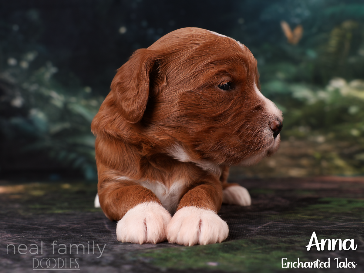 IMG_2733 Red 20260901 Three Weeks