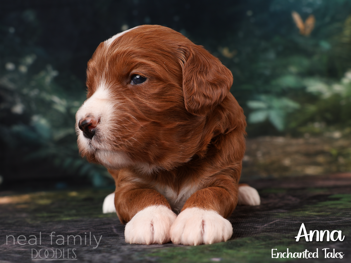 IMG_2734 Red 20260901 Three Weeks