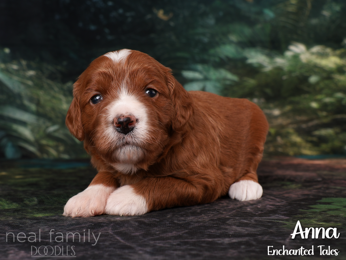 IMG_2755 Red 20260901 Three Weeks