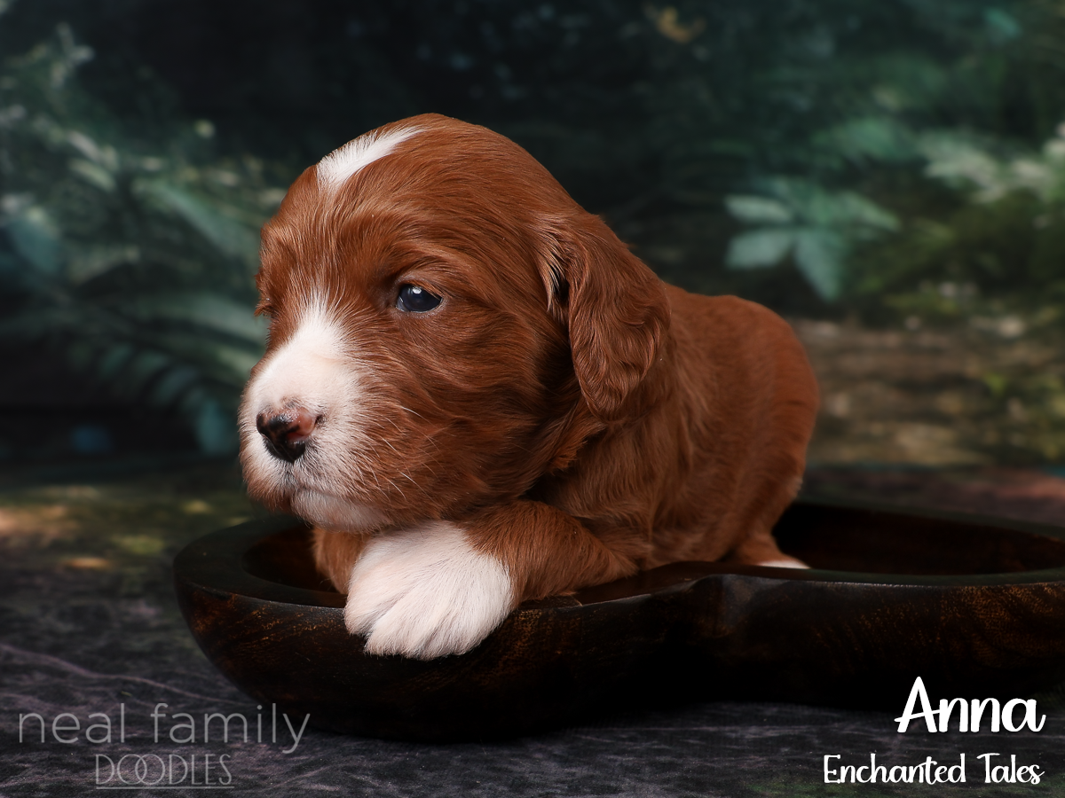 IMG_2765 Red 20260901 Three Weeks