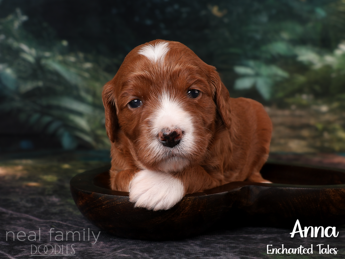 IMG_2774 Red 20260901 Three Weeks