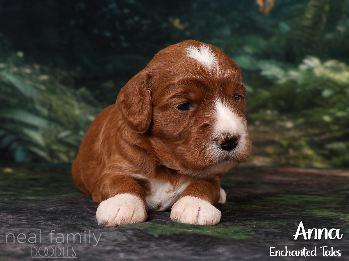 IMG_2793 Red 20260901 Three Weeks