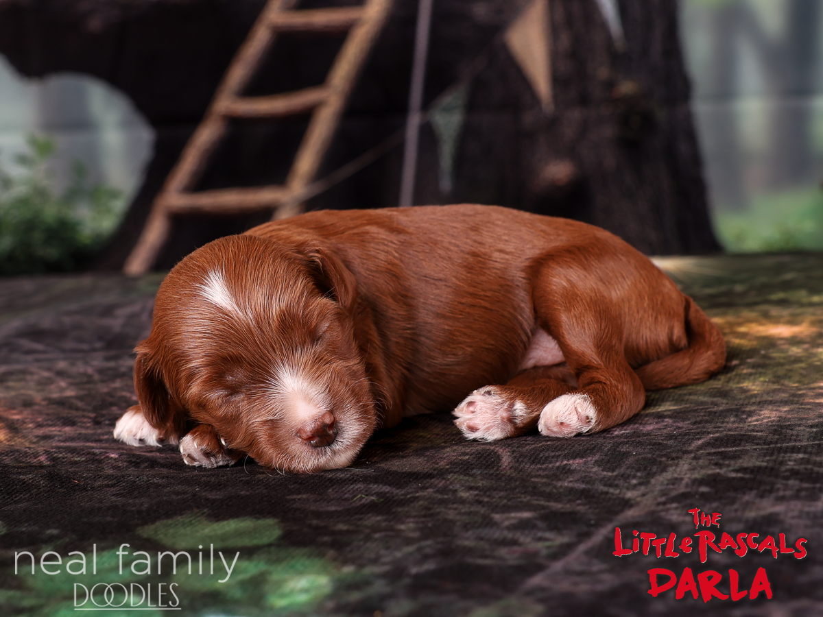 IMG_3852 Darla 20260926 2 weeks