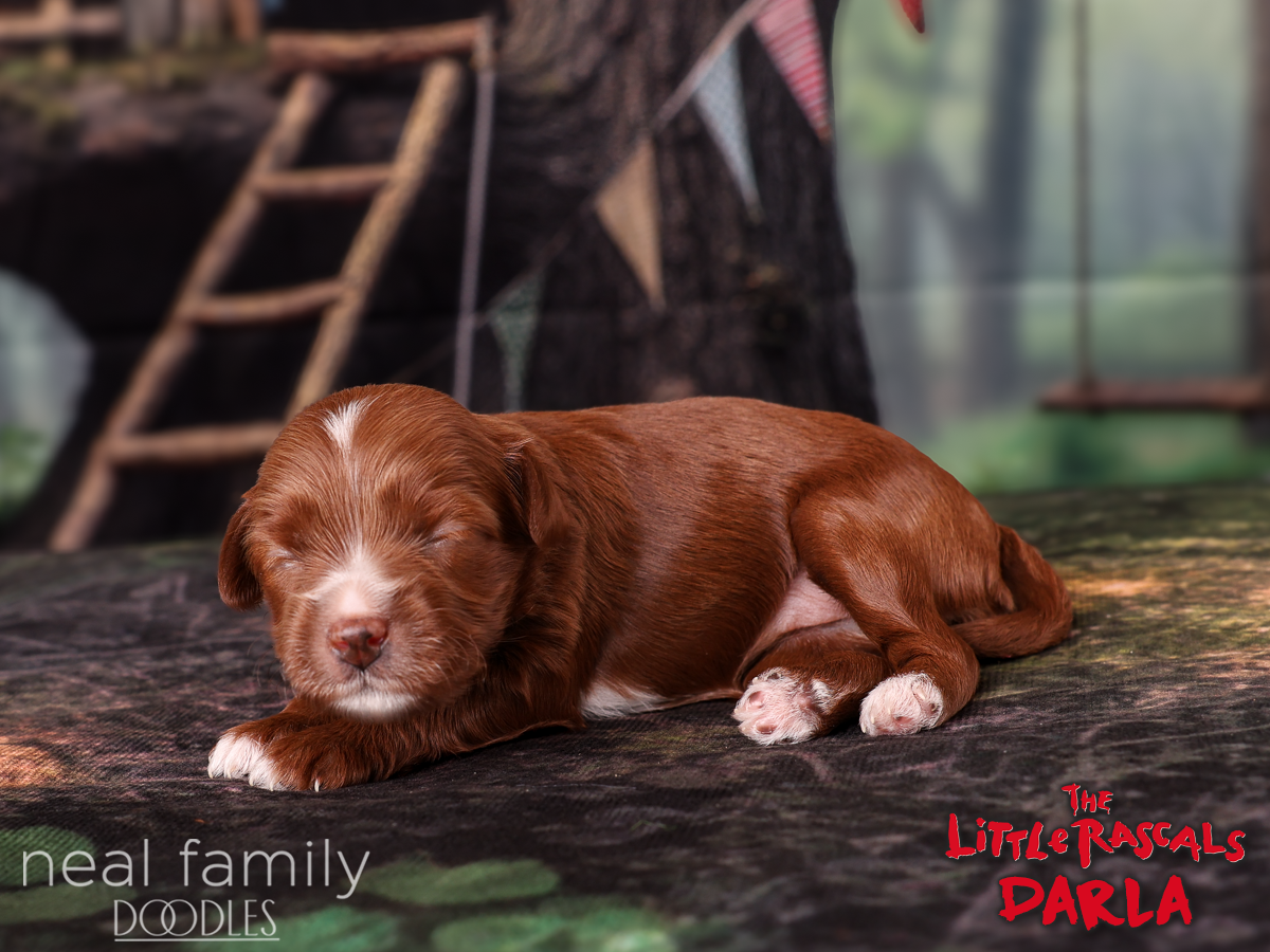 IMG_3855 Darla 20260926 2 weeks