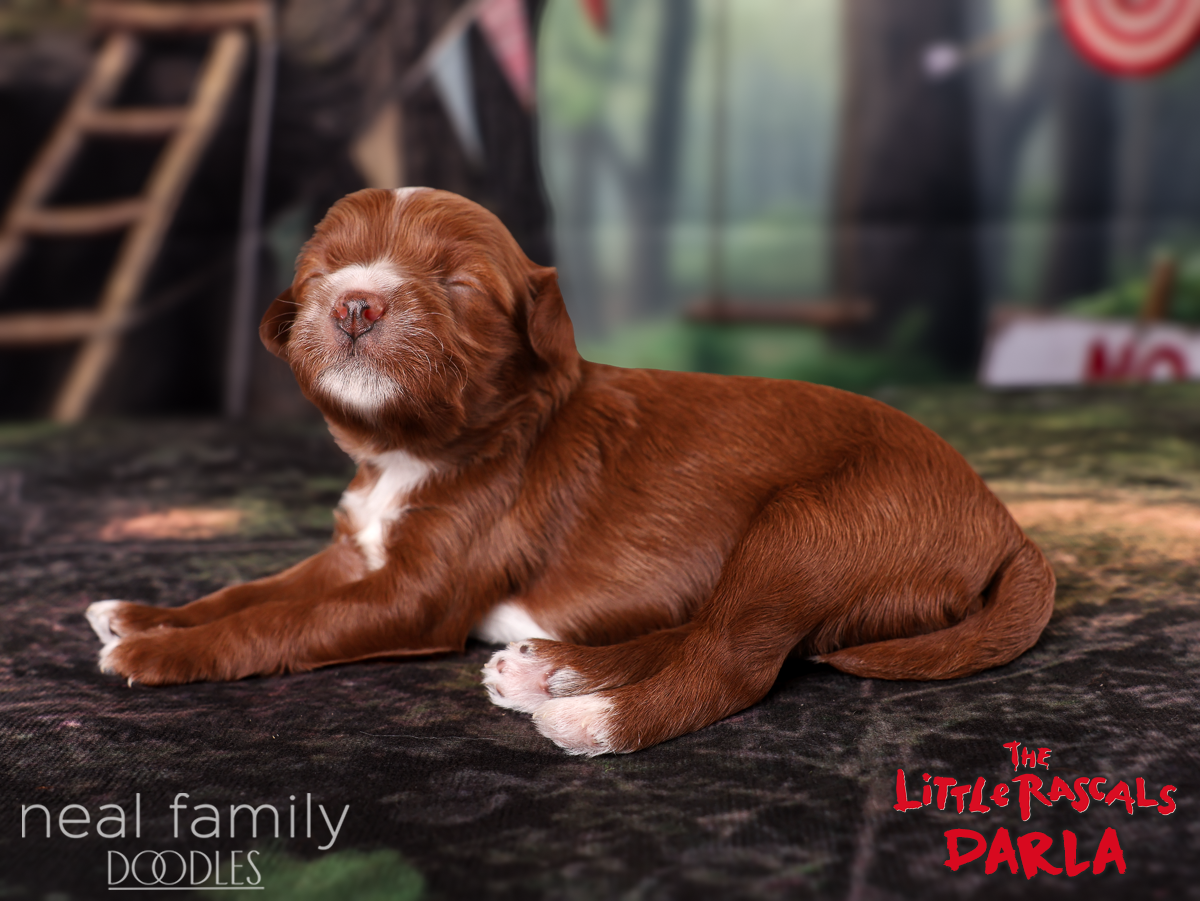 IMG_3866 Darla 20260926 2 weeks