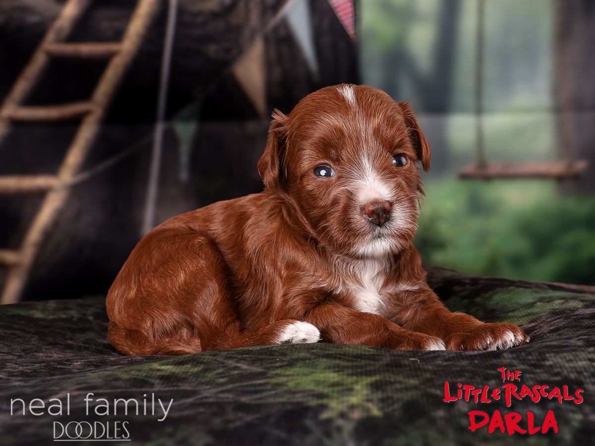 IMG_4018 Darla 3 weeks 20261004