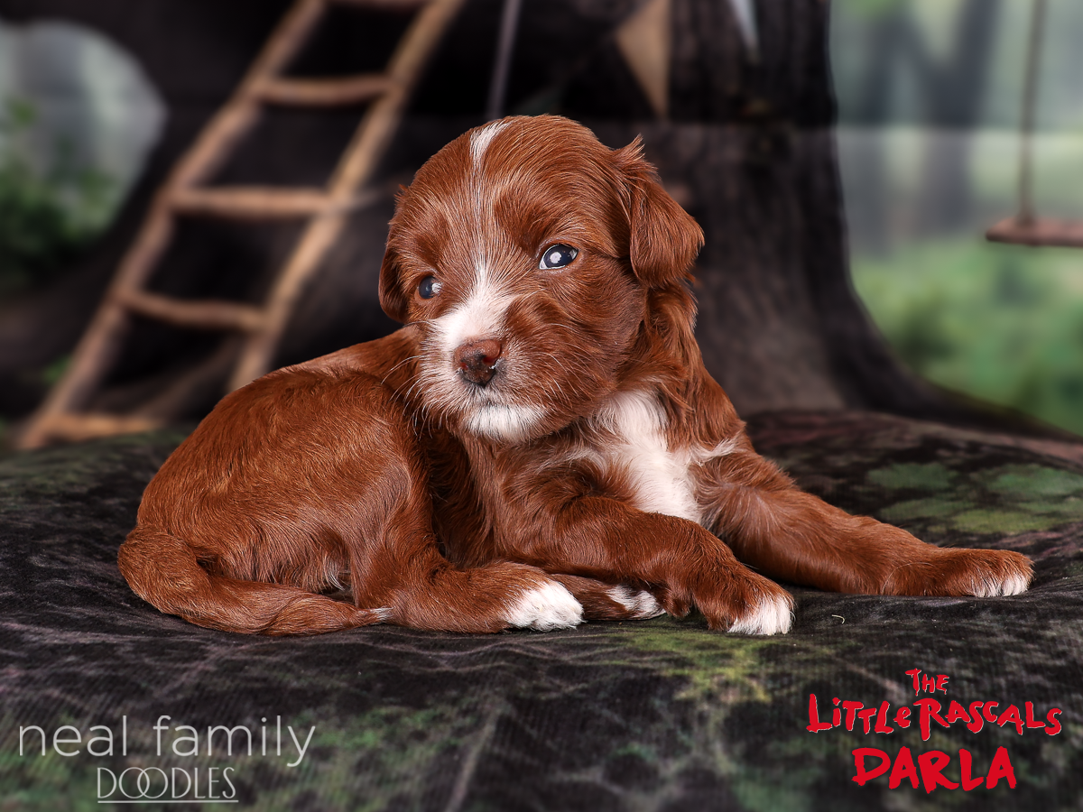 IMG_4023 Darla 3 weeks 20261004