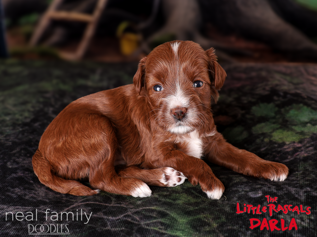 IMG_4030 Darla 3 weeks 20261004