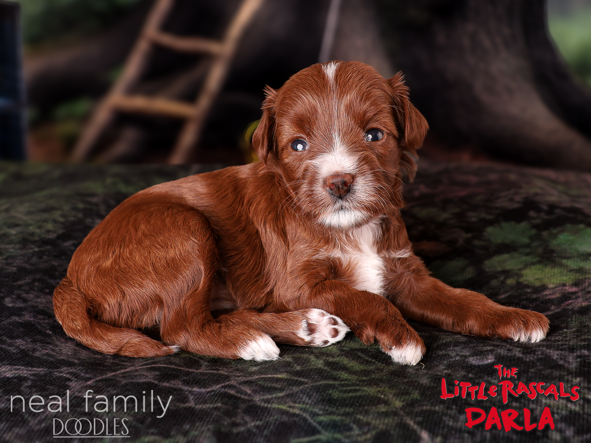 IMG_4032 Darla 3 weeks 20261004