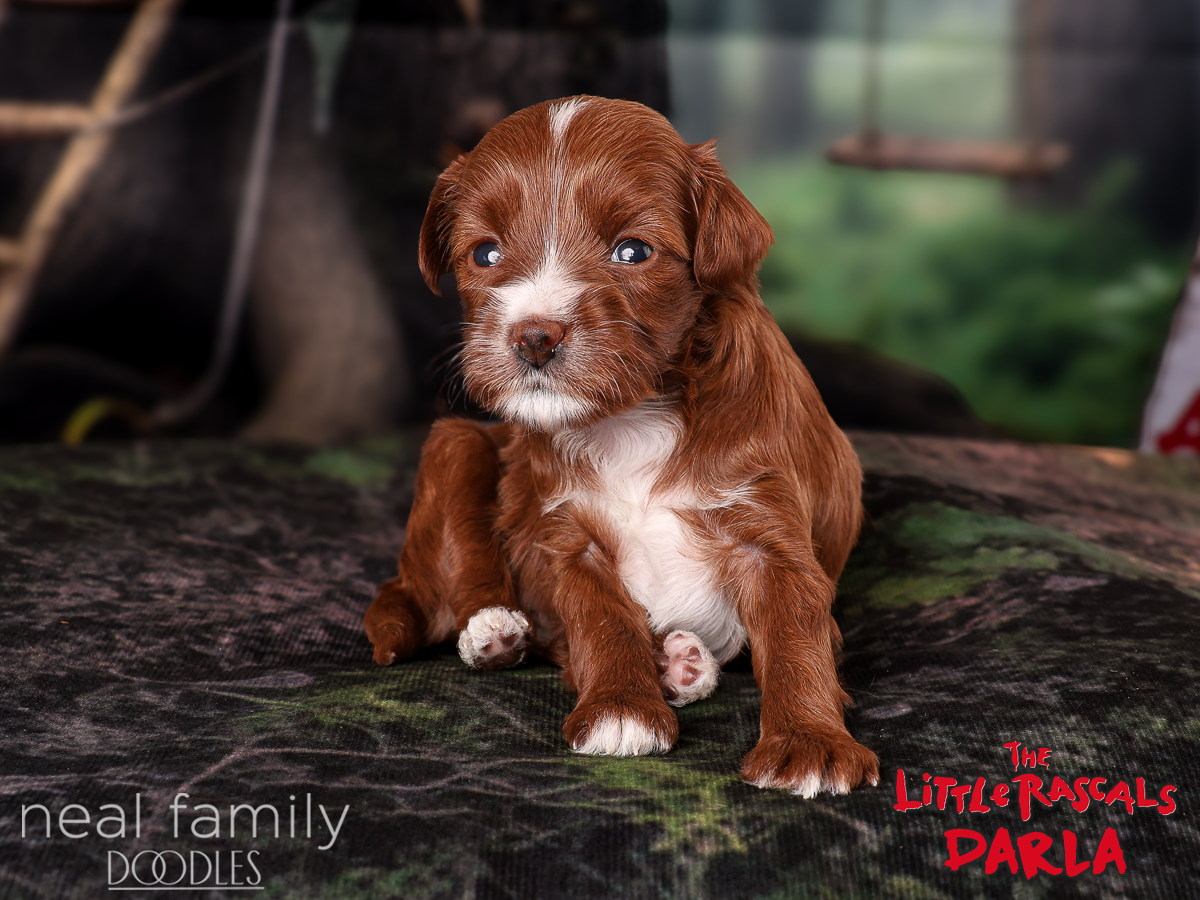 IMG_4038 Darla 3 weeks 20261004