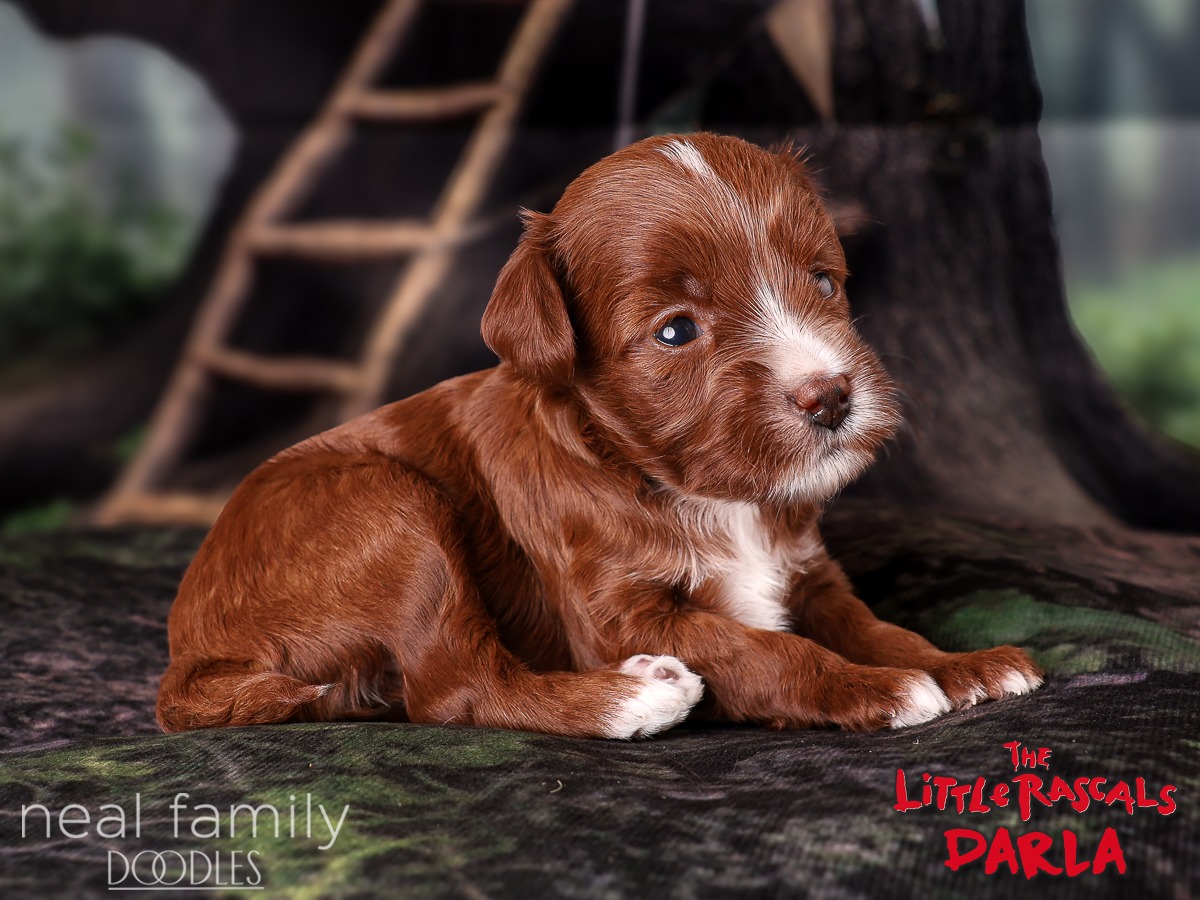 IMG_4040 Darla 3 weeks 20261004