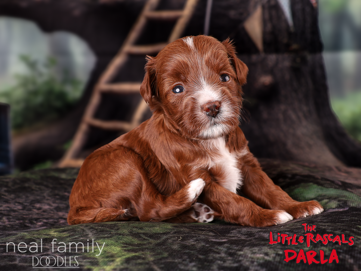 IMG_4041 Darla 3 weeks 20261004