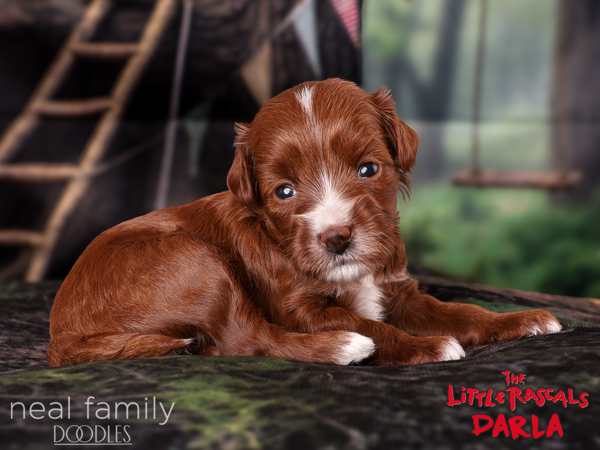 IMG_4048 Darla 3 weeks 20261004