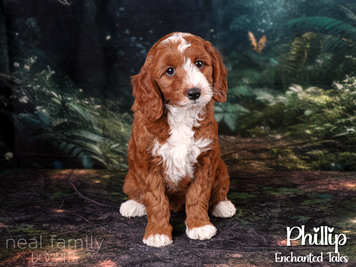 IMG_0040 Phillip 8 weeks 20261007