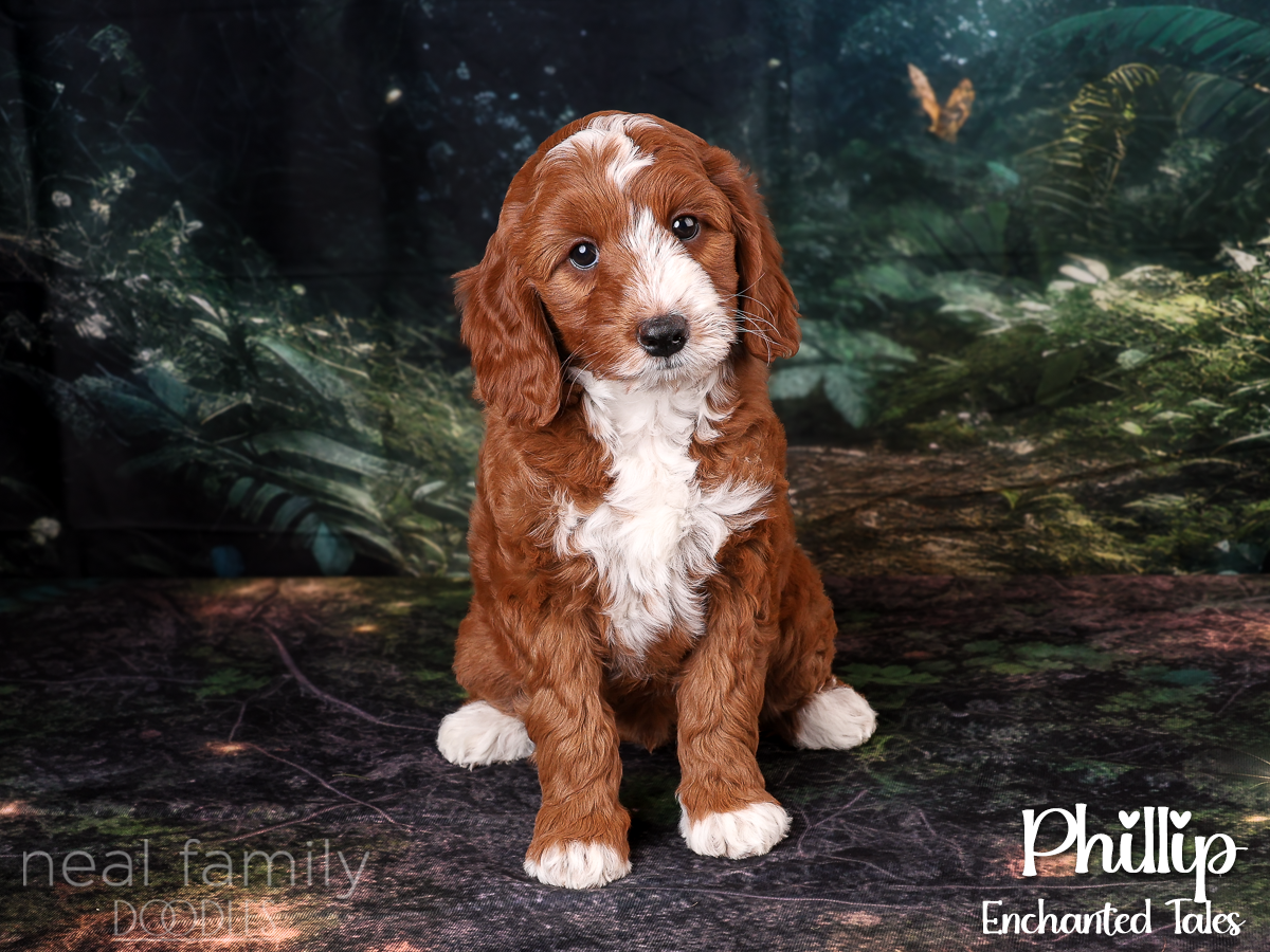 IMG_0045 Phillip 8 weeks 20261007