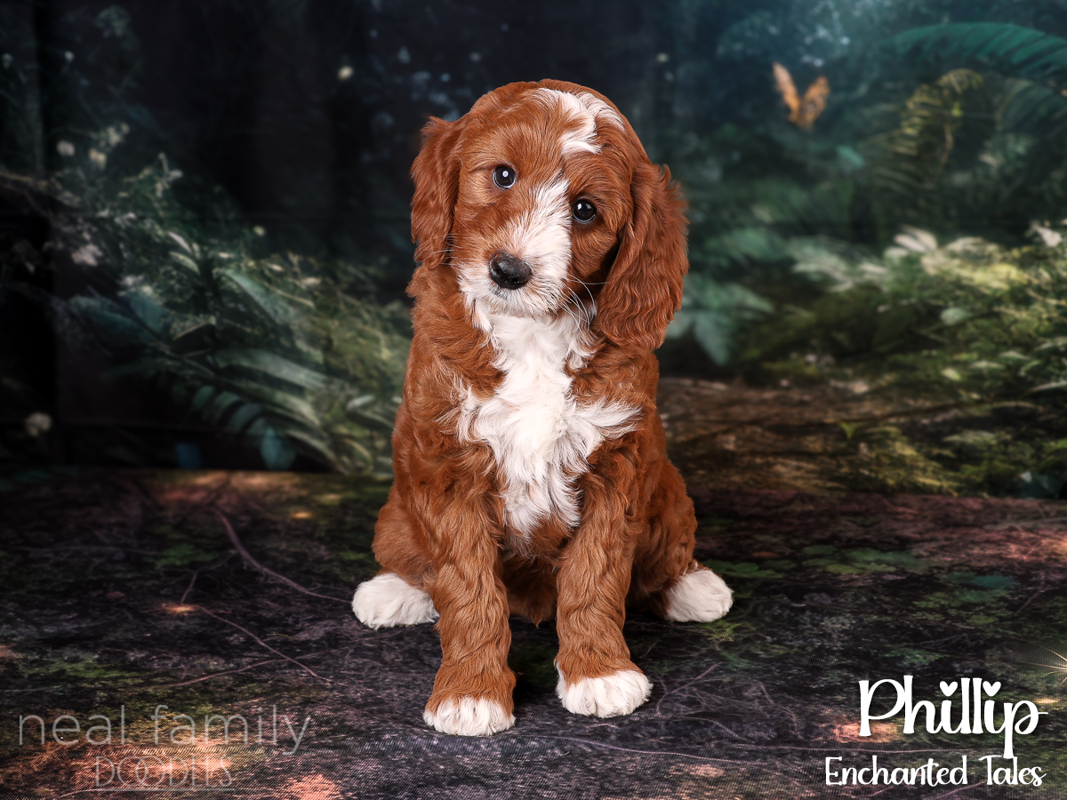 IMG_0049 Phillip 8 weeks 20261007