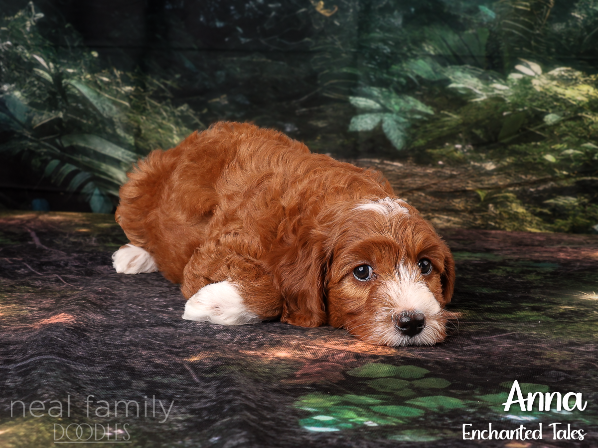 IMG_4236 Sadie 8 weeks 20261007