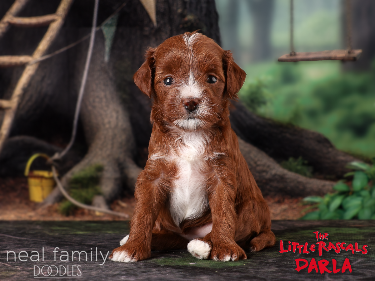 IMG_0111 Darla 4 weeks 20261011