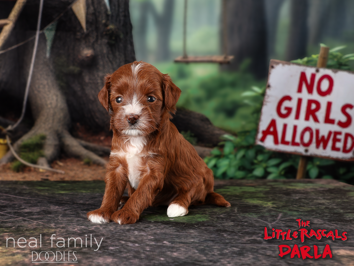 IMG_0119 Darla 4 weeks 20261011