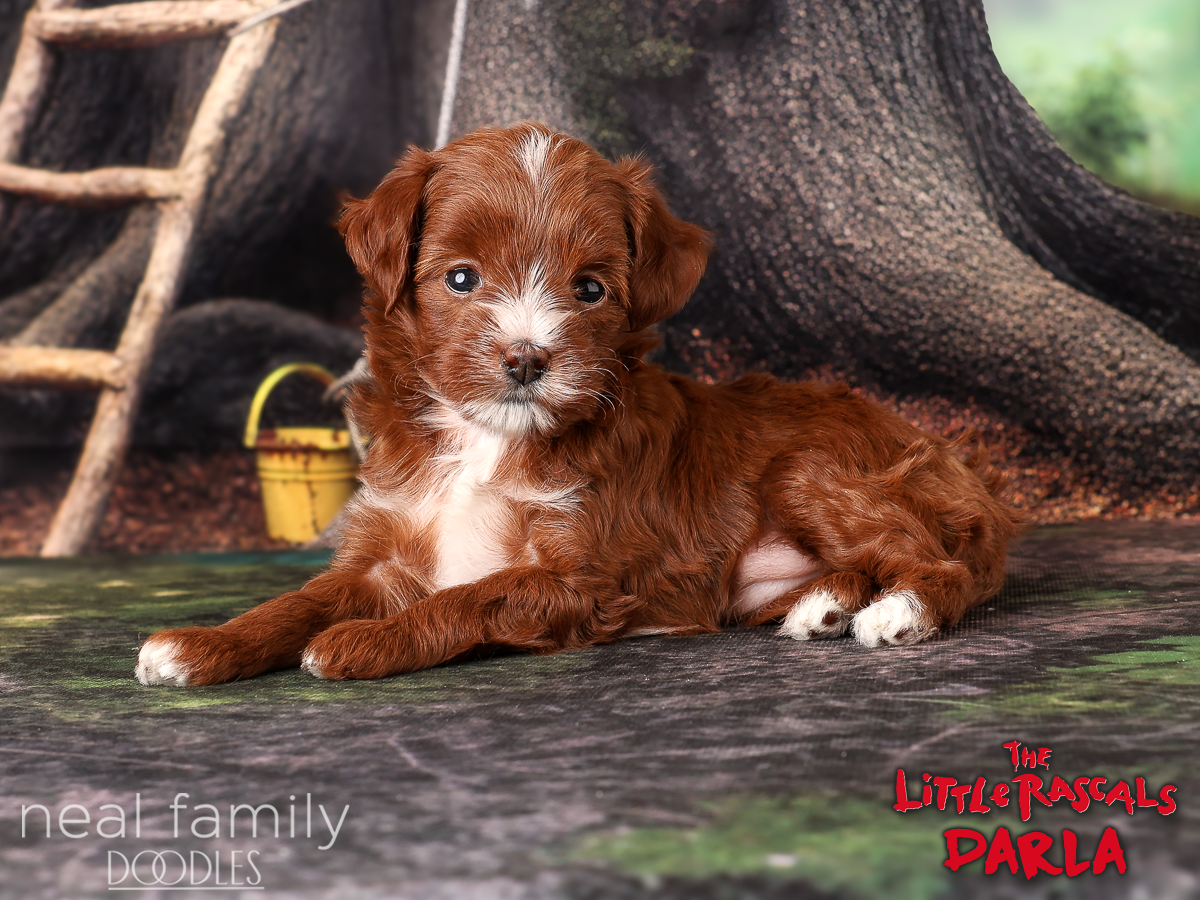 IMG_0196 Maggie Mae 5 weeks 20261017