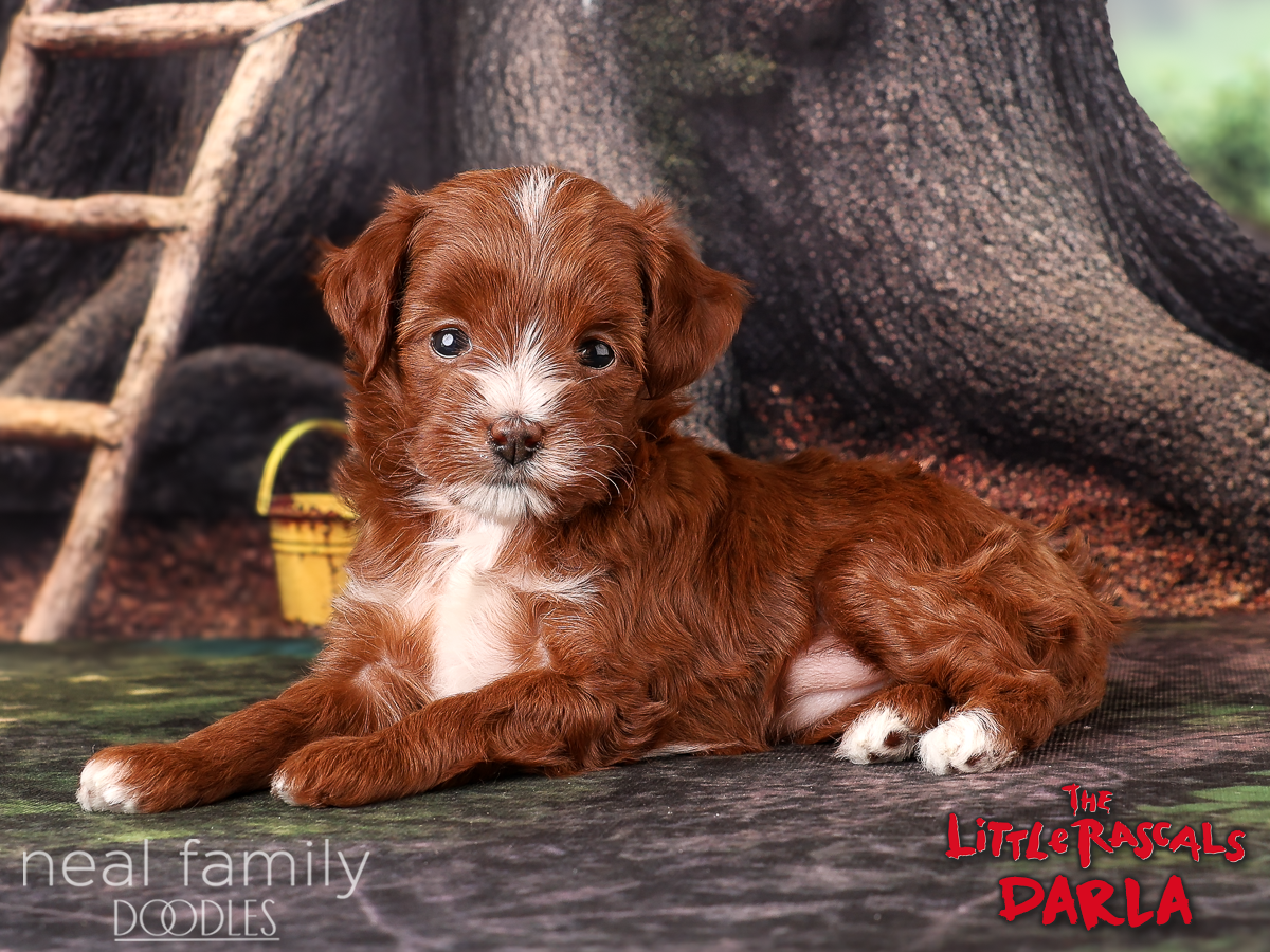 IMG_0197 Maggie Mae 5 weeks 20261017