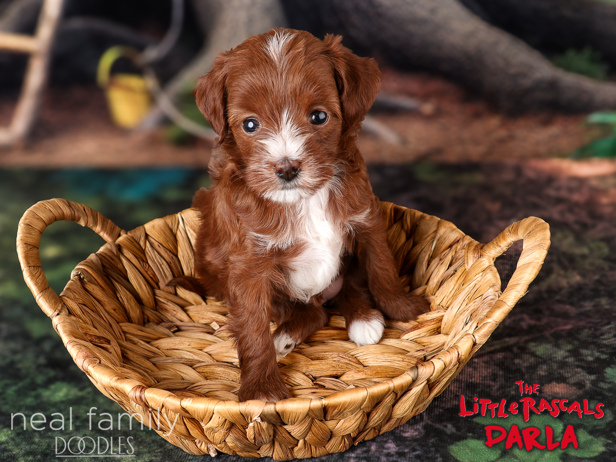 IMG_0212 Maggie Mae 5 weeks 20261017