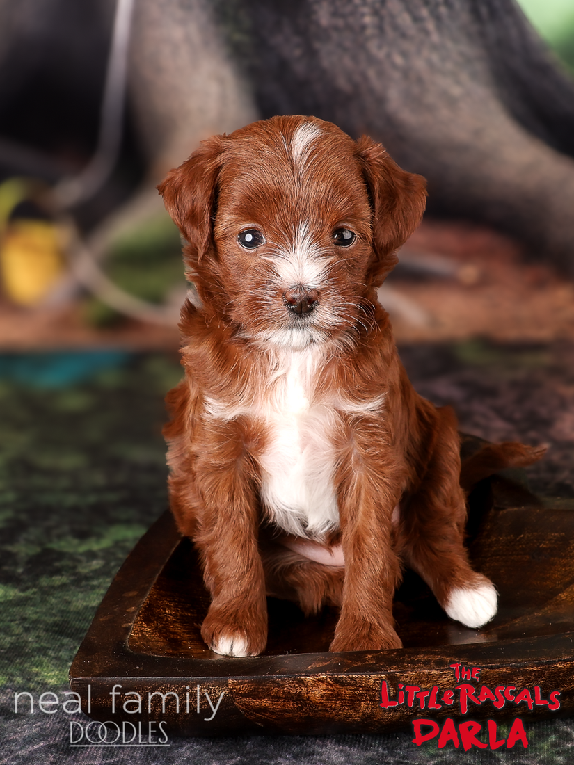 IMG_0218 Maggie Mae 5 weeks 20261017