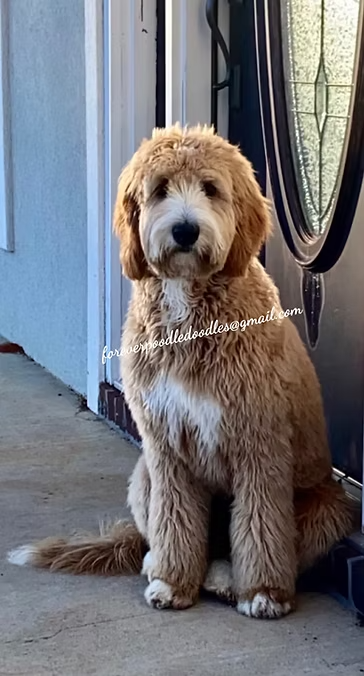 Forever Poodle Doodles Macy F1b Standard IMG_7720_editedjpg
