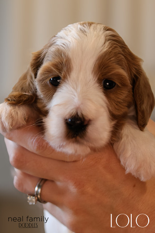 Lolo  3.5 weeks