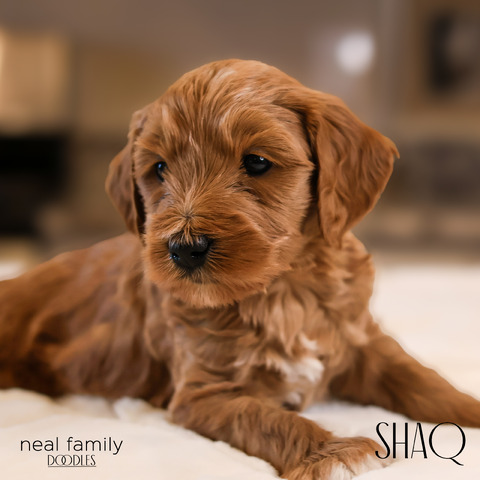 Shaq 4 weeks old  12212024