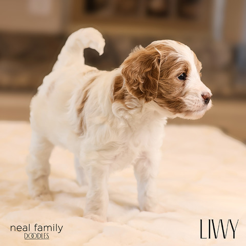 Livvy 4 weeks old  12212024-4