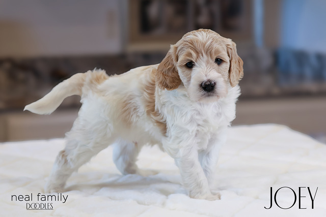 Joey 4 weeks old  12212024-3