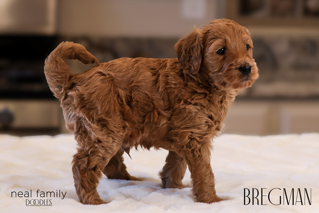 Bregman 4 weeks old  12212024-5