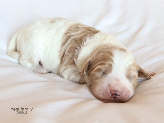 Rocket - 5 days old 