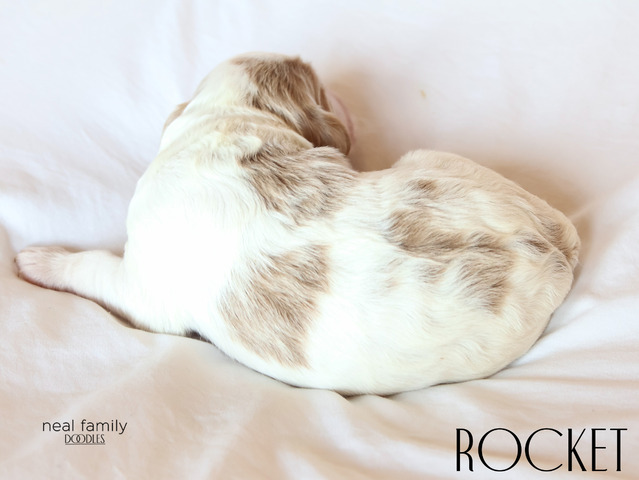 Rocket - 5 days old 