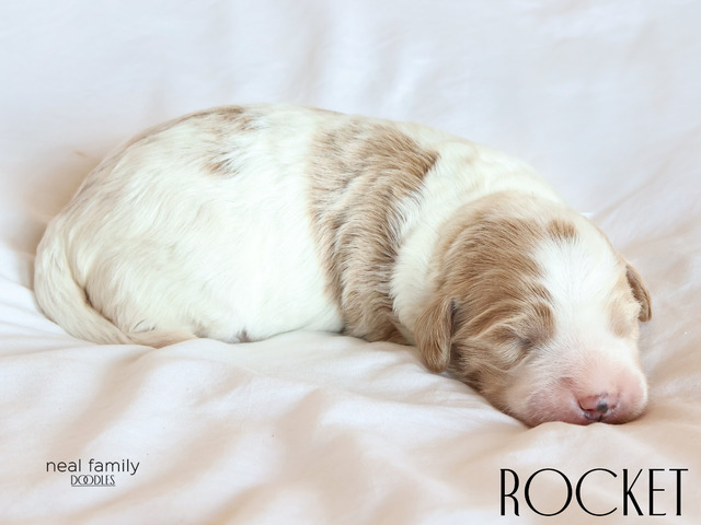 Rocket - 5 days old 