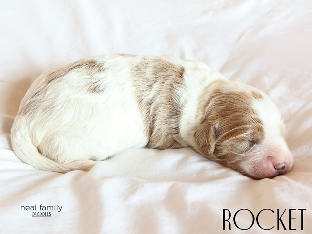 Rocket - 5 days old 
