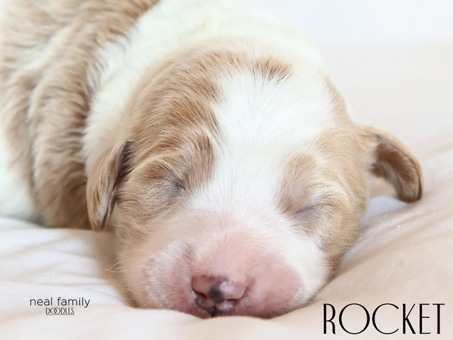 Rocket - 5 days old 
