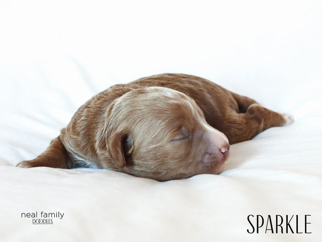 Sparkle - 5 days old