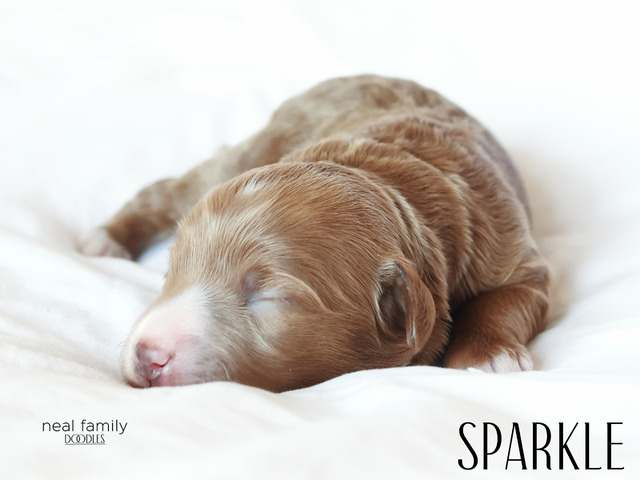 Sparkle - 5 days old
