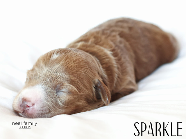 Sparkle - 5 days old