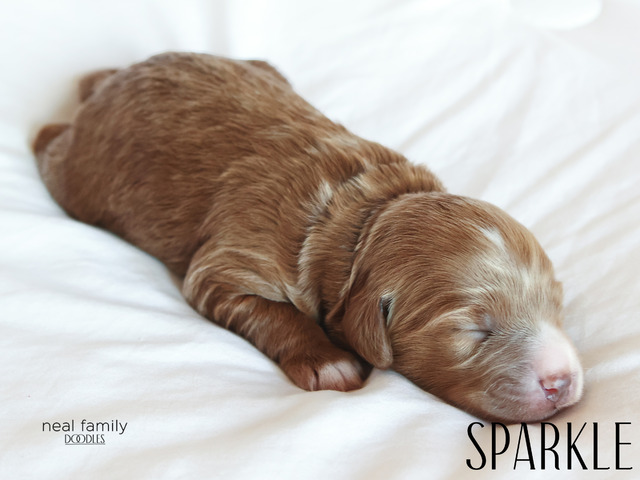 Sparkle - 5 days old