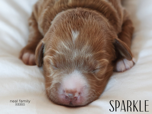 Sparkle - 5 days old