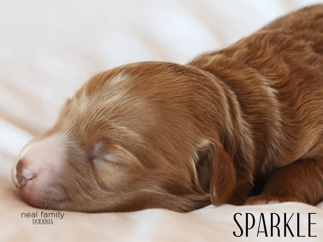 Sparkle - 5 days old